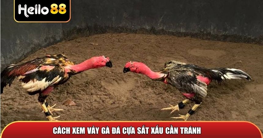 Cách xem vảy gà đá cựa sắt xấu cần tránh