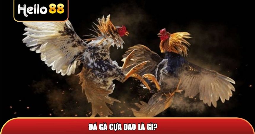 Đá gà cựa dao là gì?