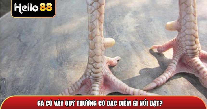 Gà có vảy quý thường có đặc điểm gì nổi bật?