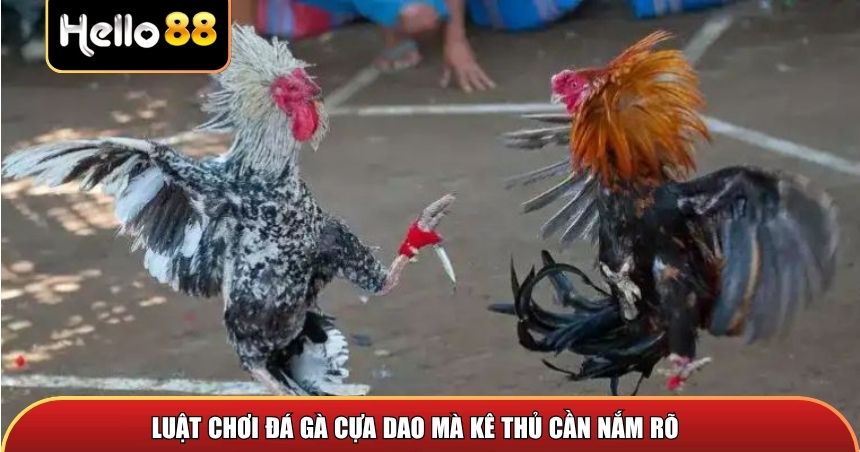 Luật chơi đá gà cựa dao mà người chơi cần nắm rõ