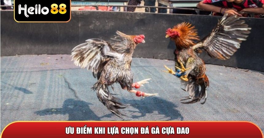Ưu điểm khi lựa chọn đá gà cựa dao