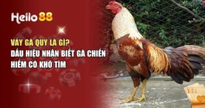 Vảy Gà Quý Và Những Dấu Hiệu Nhận Biết Nhanh Chóng